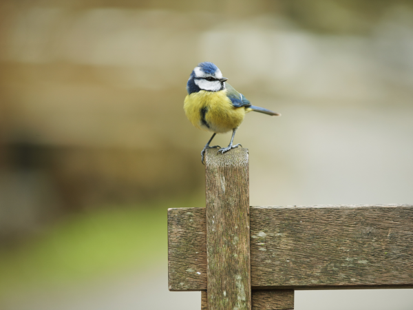 Guided bird walk at Kipscombe