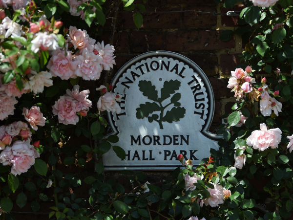 Botanical Drawing in the Rose Garden, Sun 7 June 1-4pm