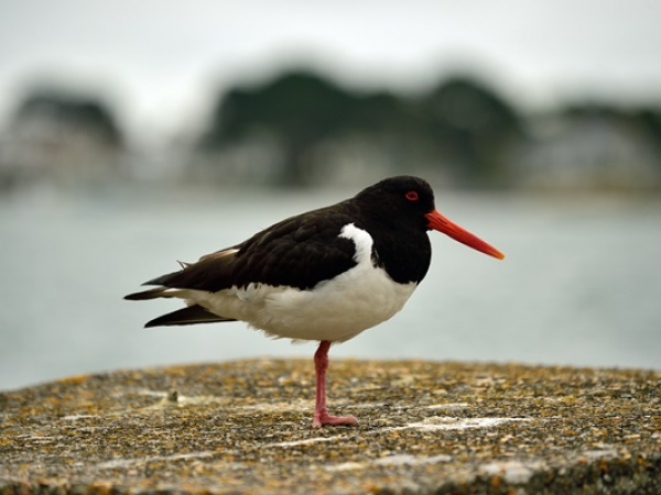 Wild wetland bird walk