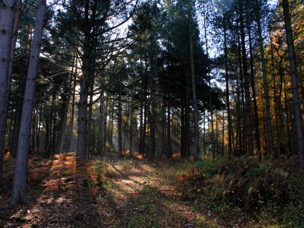 Head Ranger Guided Walks
