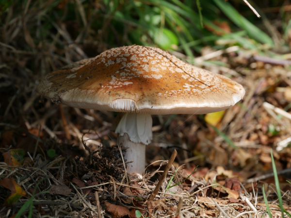 Fascinating Fungi Tour