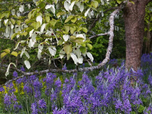 Bluebell Photography Walk