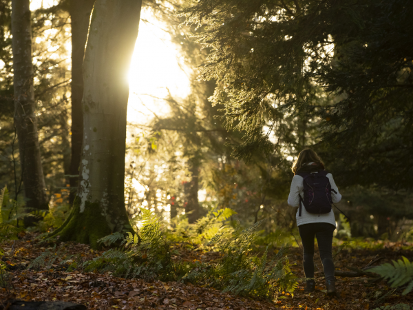 International Day of Forests - veteran trees