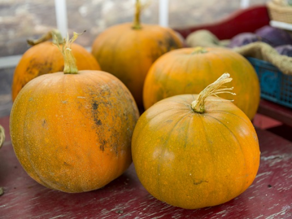 Grow Your Own Pumpkin: windowsill gardening
