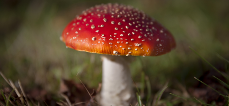 Fungi Festival – Talk – Murderous Mushrooms: How to Recognise Toxic Mushrooms with Iona Fraser