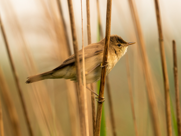 Voices of the Fen: Make a Flute from Natural Materials and Perform at the Fen on 20th July