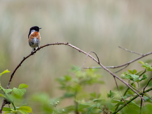 Dawn Chorus Walk at Horsey Windpump
