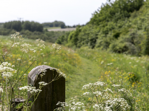 Ranger ramble through Foremark's woodland