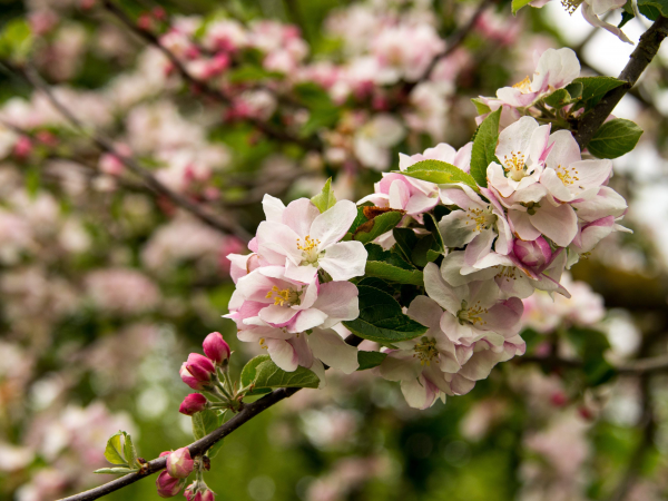 Under-5s Storytelling Session with the Blossom Fairy