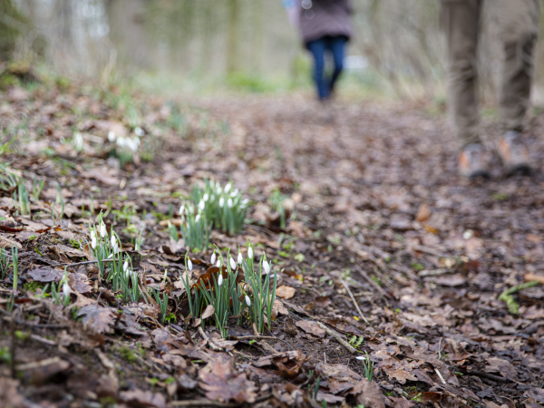 Guided walk: Hawthorn Dene snowdrops