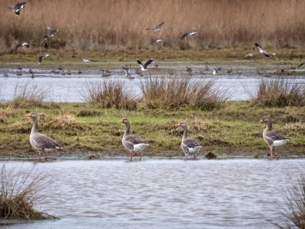 Winter Wildlife Walk