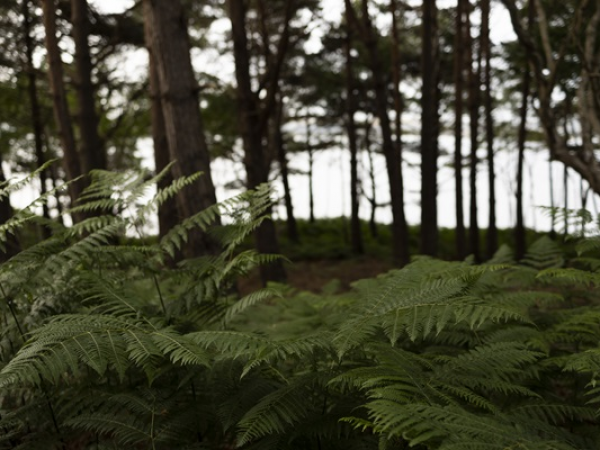 Reconnect with nature: Forest bathing experience - Brownsea Island