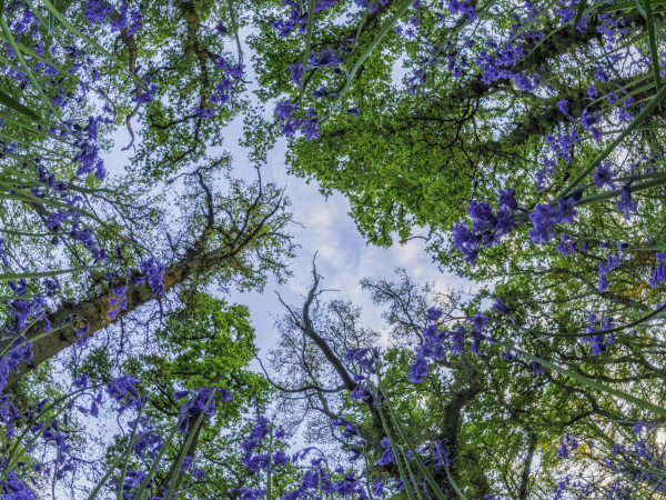 Estate Walk: Bluebells