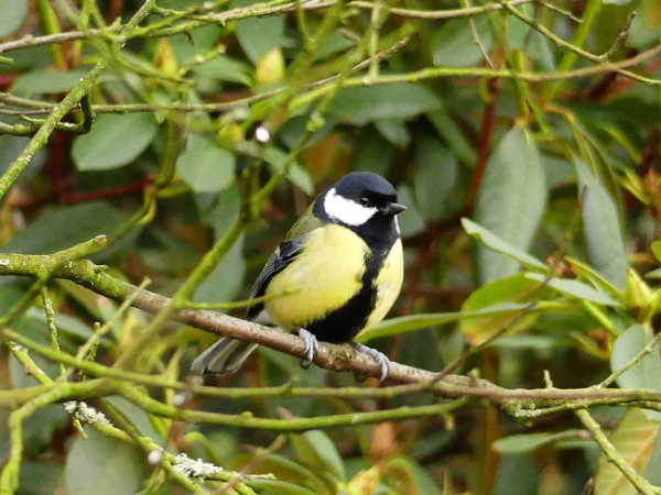 Early Morning Birdsong Walk