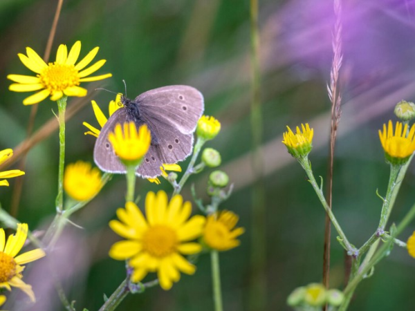 Moths of Divis with Butterfly Conservation