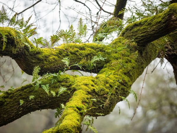 Meet the Veteran Trees of Dinefwr