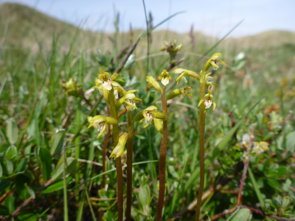 In Search of Coralroot Orchids