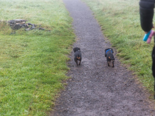 Doggy Ranger Walk