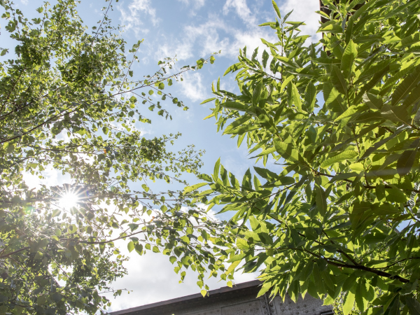 Trees – A Tale of The Rootkin