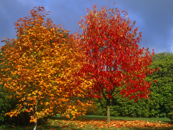 Autumn Talks at Emmetts: Medicinal Mushrooms with Antonella Di Cillo–Sun