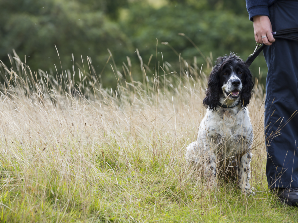Countryside Skills for Puppies