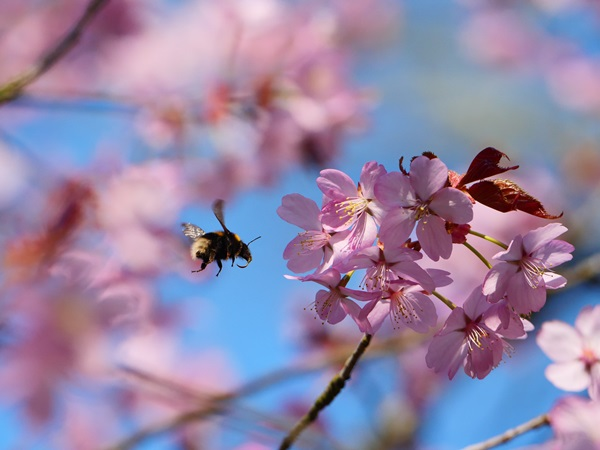 Blossom Photography Walks