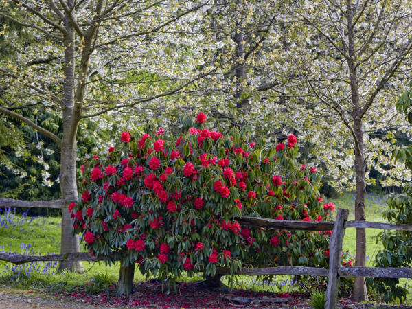 The Rhododendron Wood at Leith Hill Place: Tea, talk and walk with Seamus O'Brien