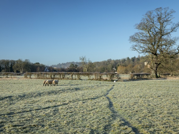 Mince pie Christmas walk at Bathampton Meadows