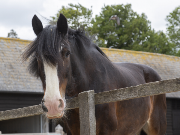 Shire horse experience days