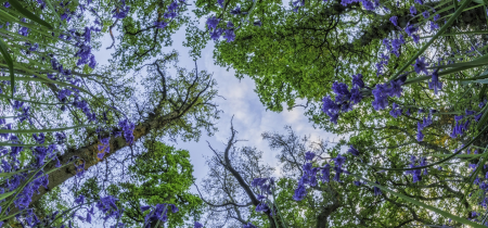 Smartphone photography workshop: Beautiful bluebells and landscapes