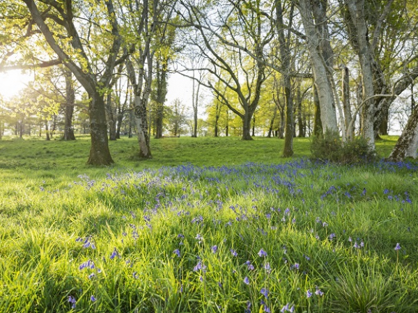 Estate Walk: Pamphill bluebells