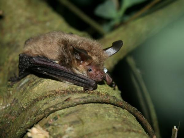 Bat Walk - Holmwood Common