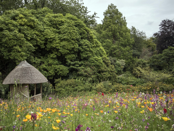 National Meadows Day Family Workshop