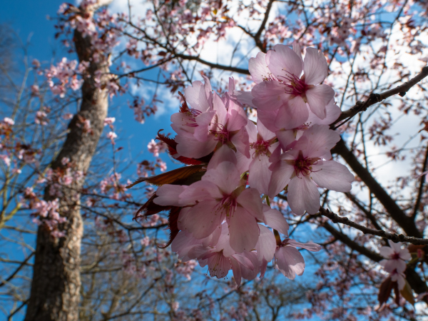 North East Festival of Blossom 2026: History walk - Crook Hall Gardens to Botanic Garden