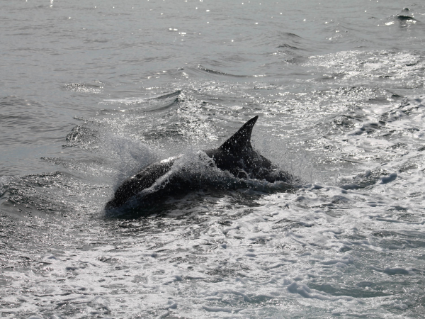 Sea watch at Bolberry Down