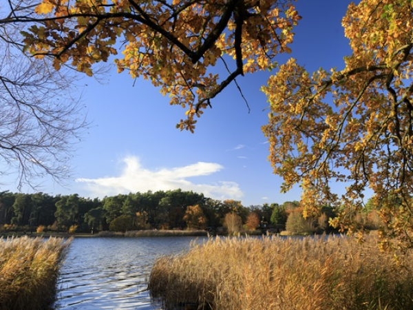 Guided walk round Frensham ponds
