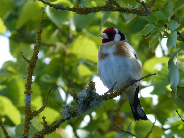 Dawn Chorus Walk - Newtown National Nature Reserve and Old Town Hall