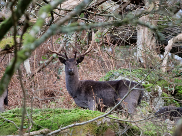 Deer walk - Castle Drogo