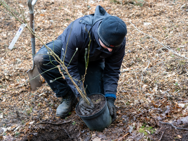 Volunteering day: Tree planting