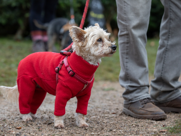 Christmas Jumper Dog Walk