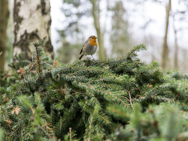 Guided by Nature: Bird Walk for Beginners