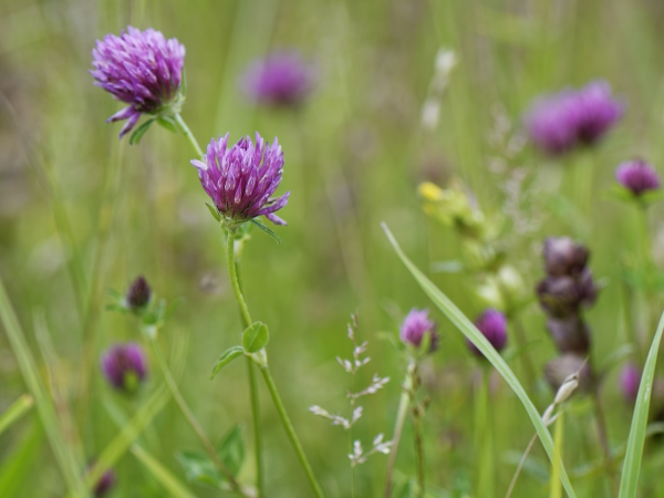 Summer Foraging Walk with Tellus Mater