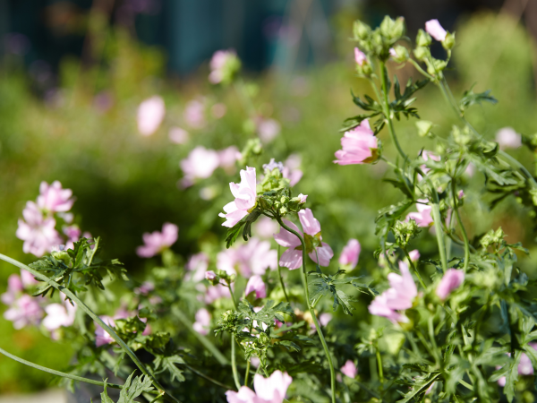 Wonderful Wildflowers
