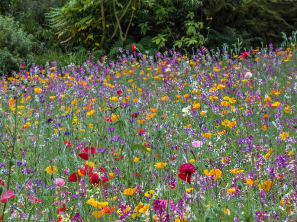 National Meadows Day – Meadow seed collection