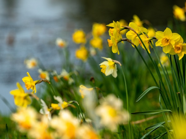 Guided Wider Estate Walk: Daffodils and Spring Flowers at Arlington Court