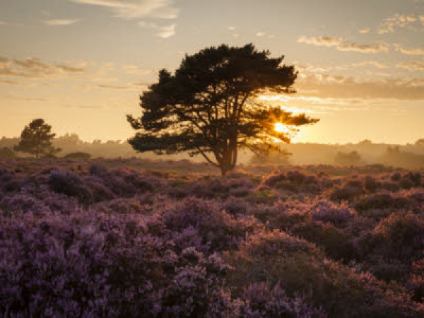 Early morning birdsong walk