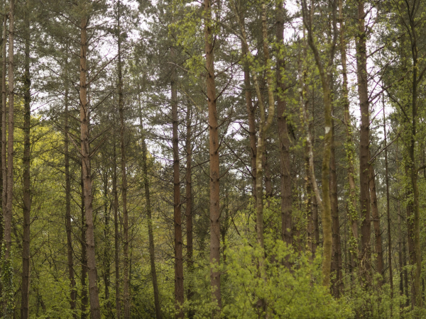 Ranger Walk, Wonder in the Woods-part of the Great Big Green Week