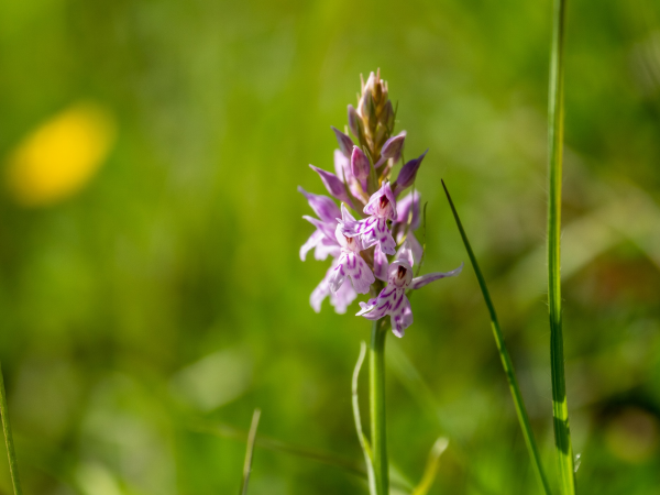 Nature Day: Orchids and Wildflowers Walk