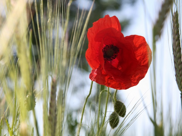Belton Remembrance Day Walk