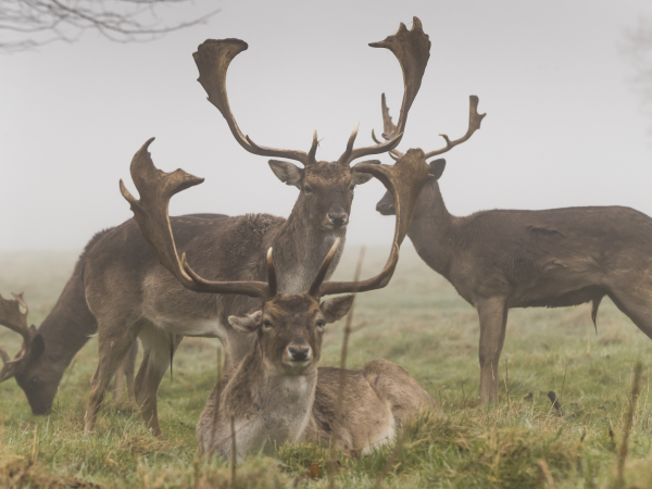 Deer at Dusk